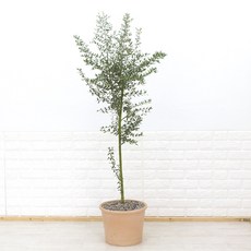 화수분 대형 올리브나무 이태리토분 카페식물 인테리어식물, 6. 토피어리형 이태리토분 실린드로 연황토색 34cm, 1개