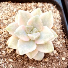 [올식스] 살구미인금 (선별랜덤)