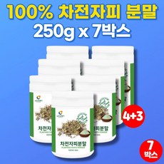 오은영차전자피