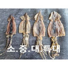 배오징어