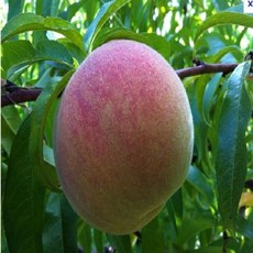 Babatree_복숭아(천도) 묘목 접목1년 (천홍)++ba, 이걸로보내주세요!!