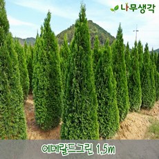 에메랄드가격