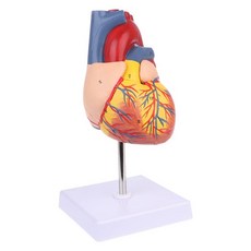 기구필라테스해부학