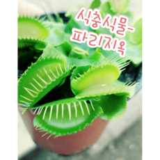 파리지옥만들기