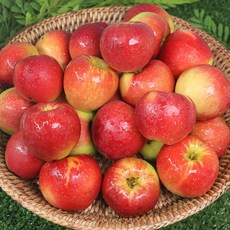 2024 껍질째 먹는 토종 미니사과 국내산 루비에스 미니사과 1kg 2kg 3kg, 2) 루비에스사과 2kg (32-50과 내외), 1개