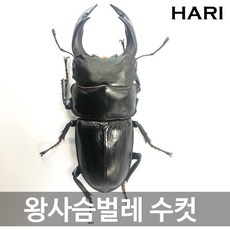 톱사슴벌레암컷