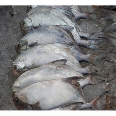 생물 병어(대) 1마리 횟감병어 병어회 신안병어 목포병어 병어찜, 병어(특대)-손질없음, 1개