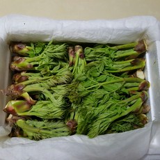[청솔농장] 4월 3일 온순 첫 수확 자연산 산두릅 참두릅1kg 2kg, 1박스, 1kg