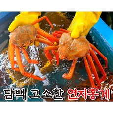 주문진홍게