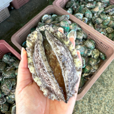 생산자직송 완도 활 전복 선물세트 3kg~ 39-42마리 집들이 이바지음식 전복찜 횟감용, 1개