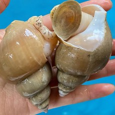 에스씨푸드 동해안 연안 활백고동(특대)1kg(6~10미내외), 1개