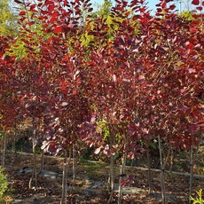 [활엽수] 자엽안개나무 묘목 (줄기직경 3cm)