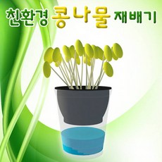 친환경콩나물키우기1인용