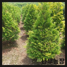 서양측백