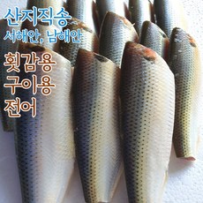 산지직송 서해안 서천 남해안 전어 전어회 전어구이 생선회 생선구이, 1개