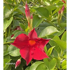 이자벨마랑다스티야