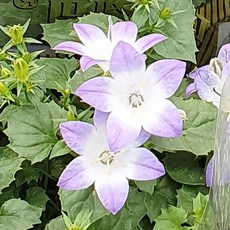 보라색식용꽃