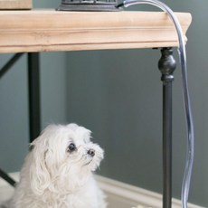 North States Mypet 고양이 발바닥 보호제 안전 발 10 러프 앤 터프 코드 프로텍터 날카로운 이빨이 코드를 씹는 것을 방지합니다1팩 투명 Q1706552, 1개