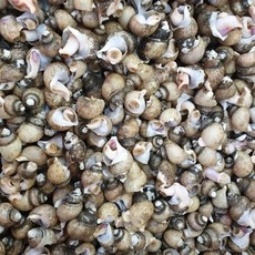 기타 동해안 자연산 흑골뱅이 1kg (50-80미) 자숙급냉, 1개