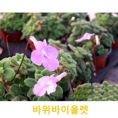 초화식물/야생화 바위바이올렛 화분모종 3개(L0097), 3개