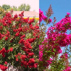  배롱 2년생 핑크 레드 1주씩 2개세트 꽃이큰 최우수 백일홍 전국재배가능 2개 