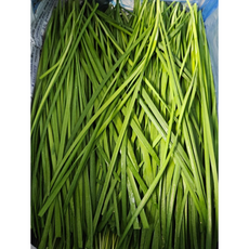 산지직송 친환경 부추 정구지 솔 반찬 무침나물 순대국, 500g, 4박스