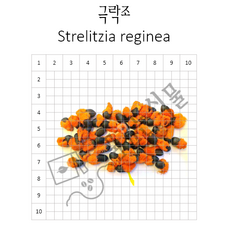 극락조 씨앗 10립 Strelitzia reginea