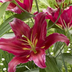 백합구근-바카디(O) - 5개묵음 Q104