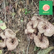 청담농수산 티벳 A급 능이버섯, 1개, 1kg