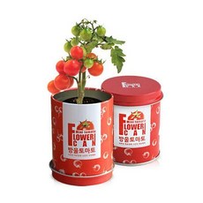 플라워캔_방울토마토 /식물기르기 자연탐구 화분심기