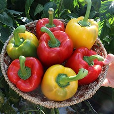 창원 프리미엄 혼합 과일파프리카 2.5kg 5kg 빨강 노랑, 1박스, 5kg