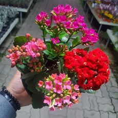 d099bd659b48993b7c40866a06db84097a8d66aa3b943556d6ce45eb818a.jpg