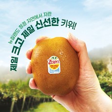 제스프리골드키위-추천-상품