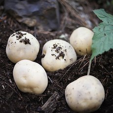 쿡네이처 2021년 제주 수미 햇 감자 특(3Kg 5Kg 10Kg), 3kg, 단일상품