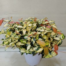 황금마삭