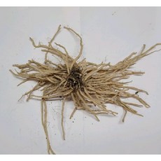 (원진약초농원) 아스파라거스모종 2년생 10주(10포기)/아스파라거스종근/뿌리, 중묘, 1개