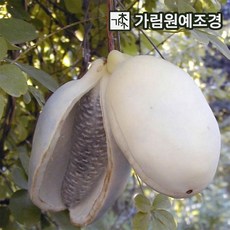 으름나무