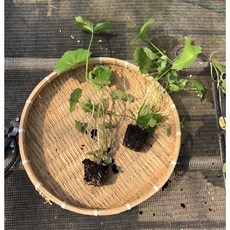 곤달비모종 10개