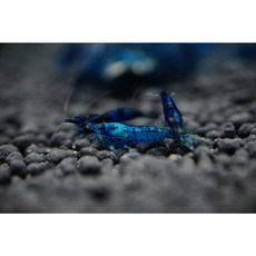  [하비아쿠아] 블루벨벳 새우 10마리 관상용새우 생물포장비없음 생이새우, 1개 