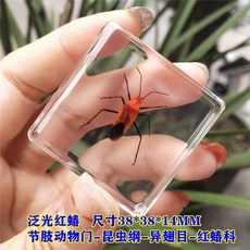 곤충 박제 표본 생태 키트 채집 곤충표본액자 모형 액자 전시, 1개, 46. 에메랄드빛 악취벌레