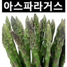 아스파라거스 포트 1개/약용/특용수/다년초