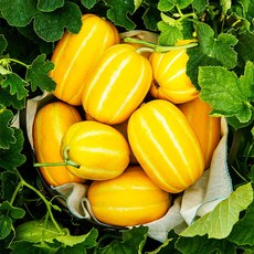 맜있는 제철 성주 가정용 참외 10kg 랜덤과, 1box