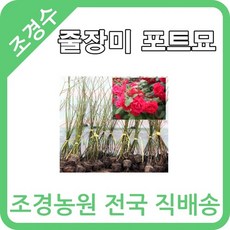 대한조경농원 줄장미(덩쿨장미) (10그루묶음), 줄장미 빨강색 10그루