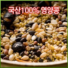 식재삽콩콩이