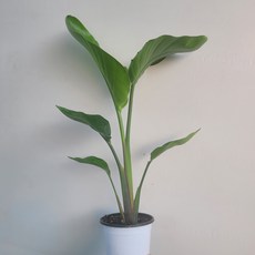 푼키아나 서비스 무배특가 여인초 극락조 중품 공기정화식물 집들이선물 반려식물 40-60cm 99s, 1개