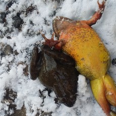 산약초이야기 식용개구리 북방산개구리 (암컷) 1kg, (왕왕), 1개