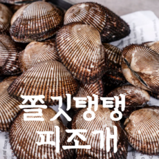 횟감용관자