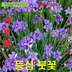 등심붓꽃