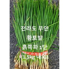 전라도 무안 황토밭.당일 수확 발송. 흙쪽파 1단 1.5kg 내외 수확 발송, 1개, 전라도 무안 흙쪽파1단 (1.5kg 내외)