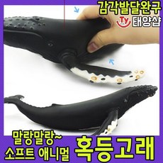 혹등고래